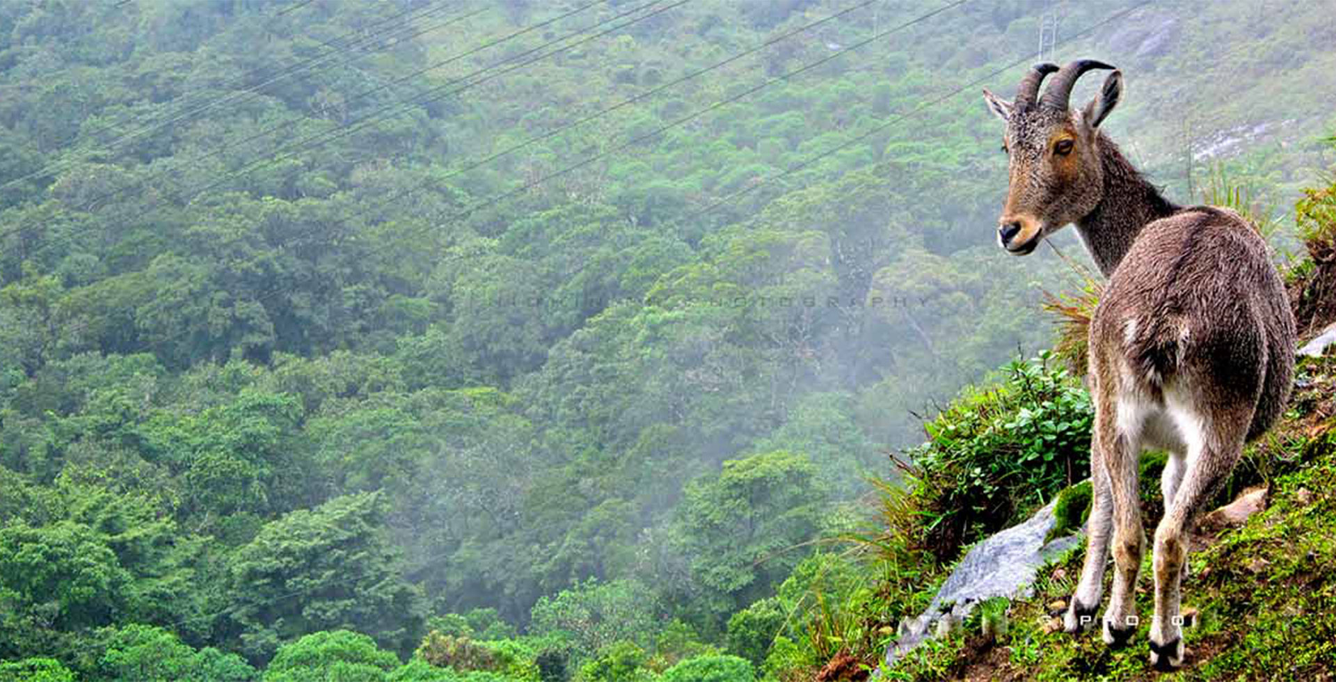 Visit Eravikulam National Park